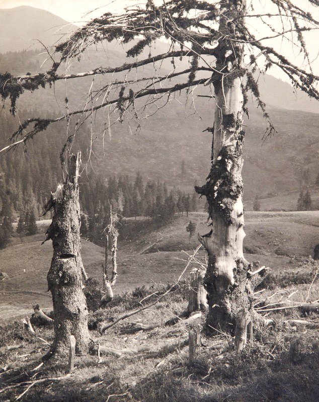 Ліс з циклу ’’Праліси’’, 1938 р. Jaromír Funke. Archiv Miloslavy Rupešové