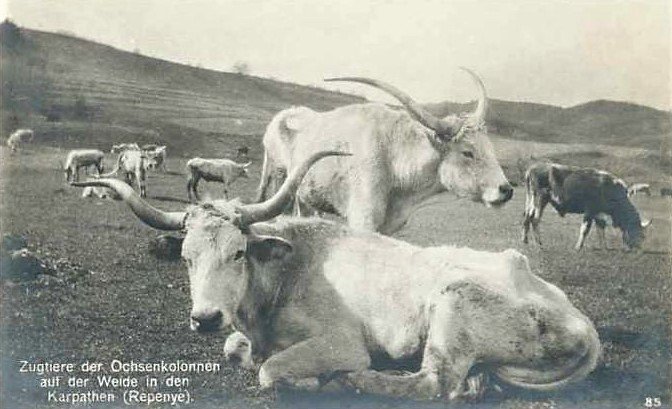 Свійська худоба у селі Репинне, що на Міжгірщині. Листівка часів Першої світової війни