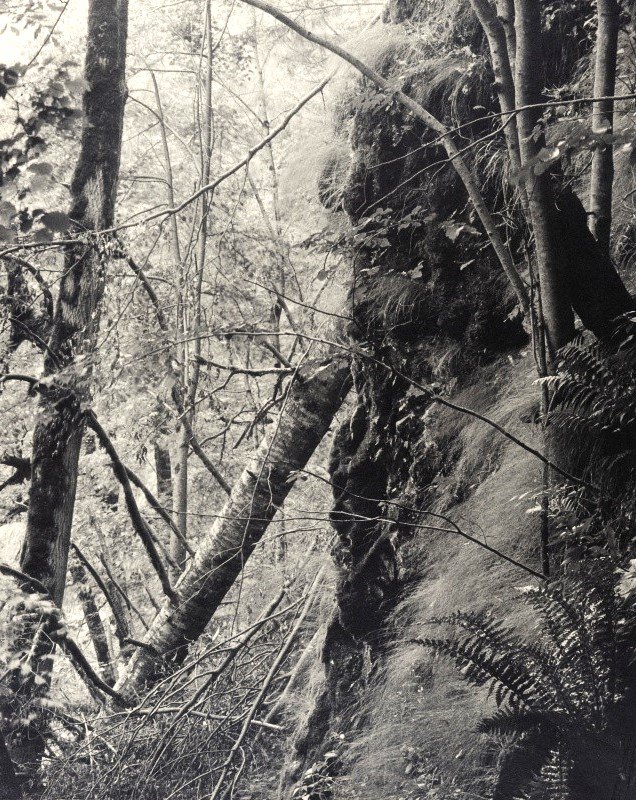 У лісі. З циклу ’’Праліси’’, 1938 р. Jaromír Funke. Archiv Miloslavy Rupešové