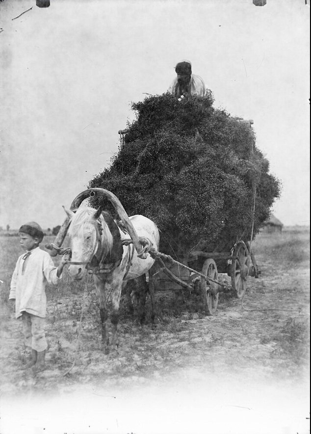 045_Вивіз  снопів льону з  поля-1
