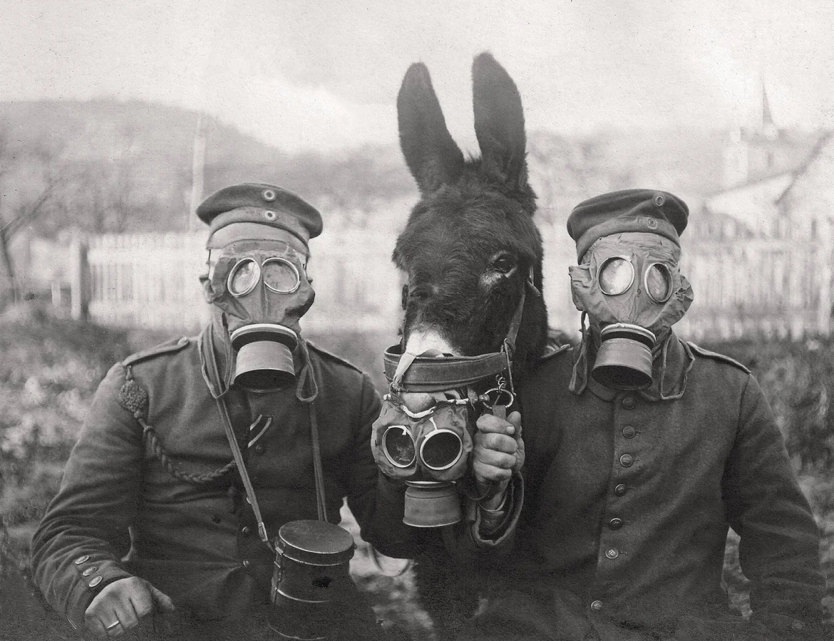 У німецькій армії протигаз надягали на мула, фото 1916 року