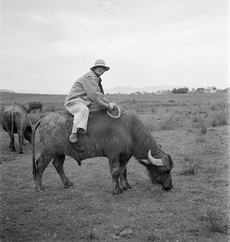 Пастух з карпатським буйволом на Підкарпатській Руси (Закарпатті), 1936 рік. Фото Фердинанда Бучини. Archiv Ferdinanda Bučiny, A7_09943