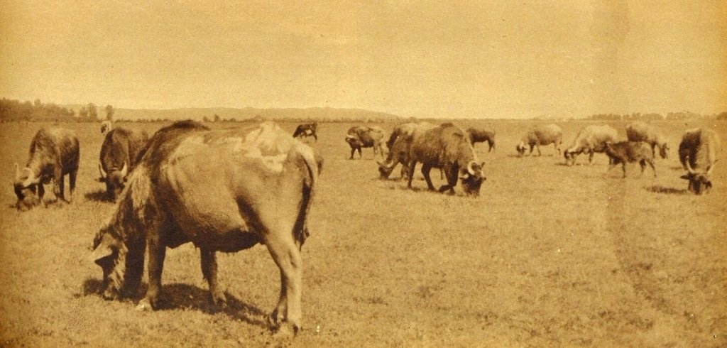 Буйволи в Тисянській долині. Фото К. Главка з журналу Letem světem, 1935 рік