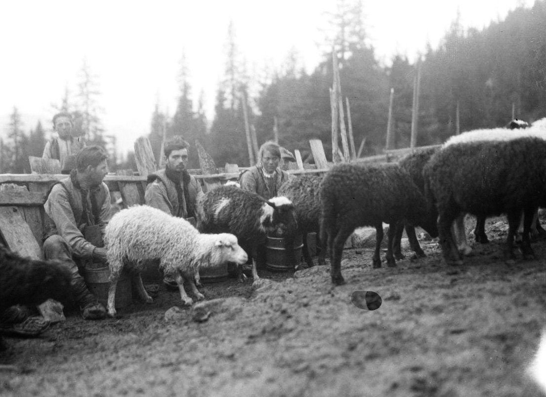 Доїння овець біля колиби під горою Піп Іван, 1930 р. Фотограф невідомий. Зі сторінки Robert Erik у FB