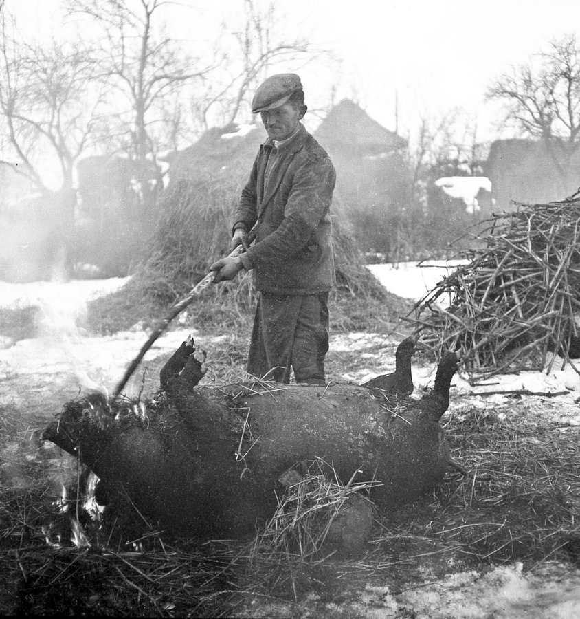 Гентеш (різник) під час обпалювання туші свині у соломі. Закарпаття, 1938 р. Török Sándor. Архів Török Éva