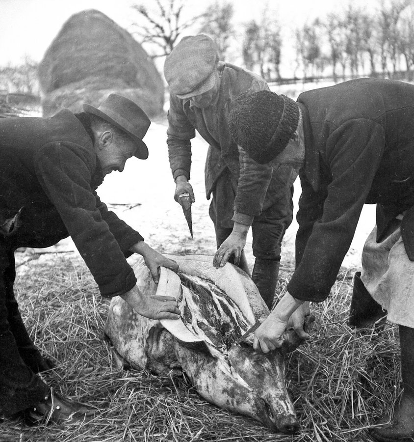Гентеші (різники) під час розбирання туші свині. Закарпаття, 1938 р. Török Sándor