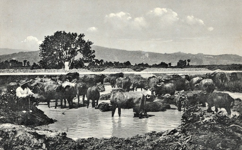 Грязьові ванни буйволів у долинах Закарпаття. Листівка 1920-х років з архіву Михайла Марковича