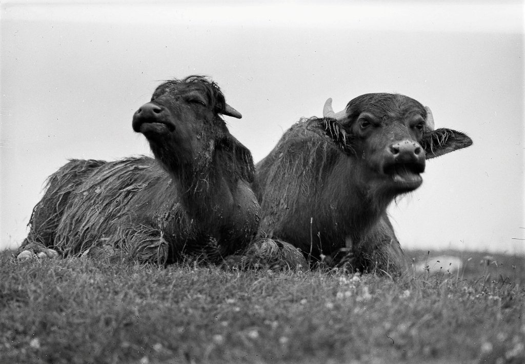 Карпатські буйволи, 1936 рік. Фото Фердинанда Бучини. Archiv Ferdinanda Bučiny, A7_09944