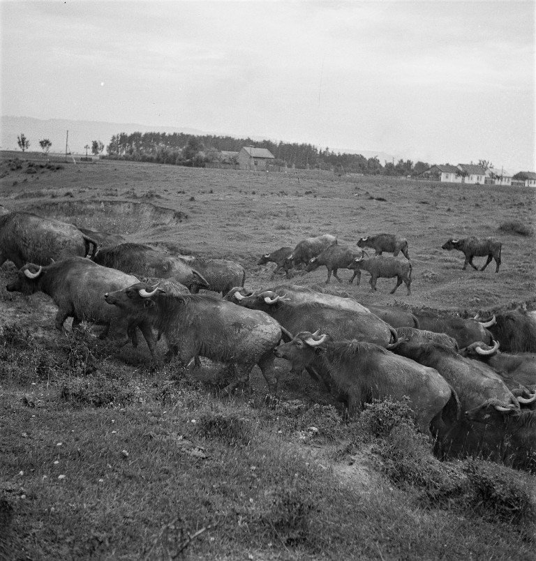 Карпатські буйволи, 1936 рік. Фото Фердинанда Бучини. Archiv Ferdinanda Bučiny, A7_09917