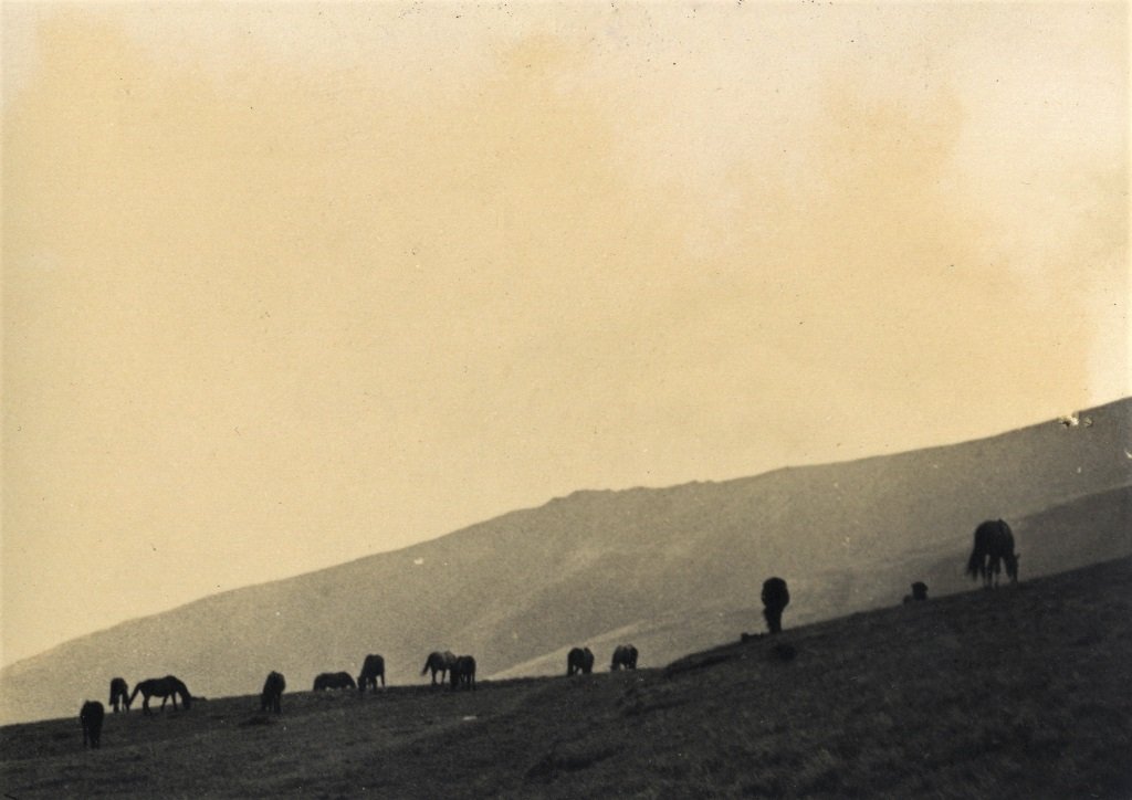 Коні на полонині Боржава, 1934 рік. Фото Зденка Фейфара з особистого архіву Петра Фейфара