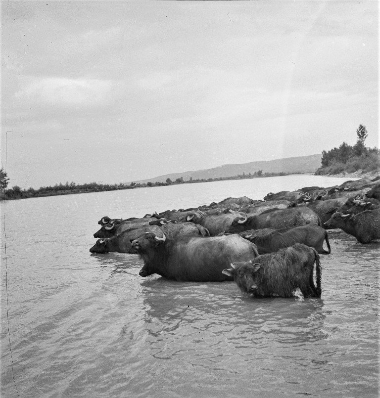 Купання карпатських буйволів у Тисі, 1936 рік. Фото Фердинанда Бучини. Archiv Ferdinanda Bučiny, A7_09922