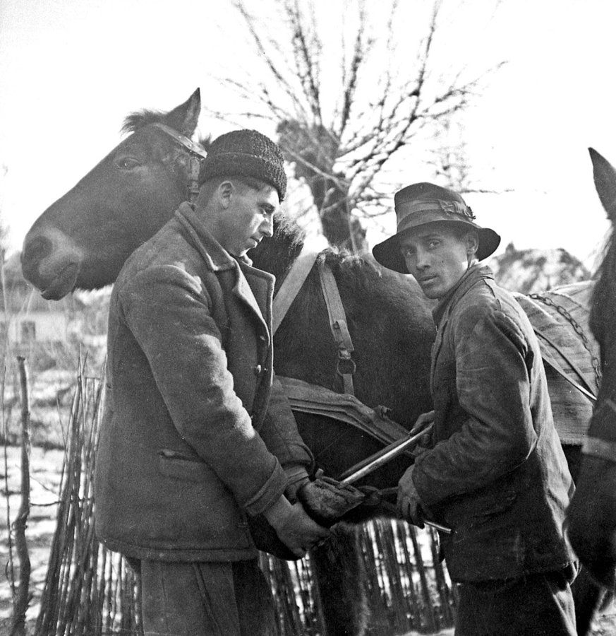 Кування копит коня у селі Оклі Гедь, 1938 р. Török Sándor. Архів Török Éva