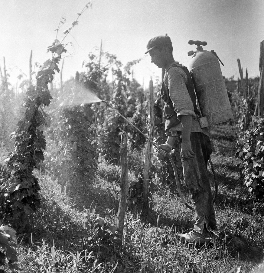 Обробка винограду від шкідників у селі Оклі Гедь, 1938 р. Török Sándor