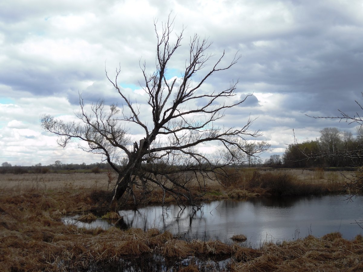 Екостежка на болоті