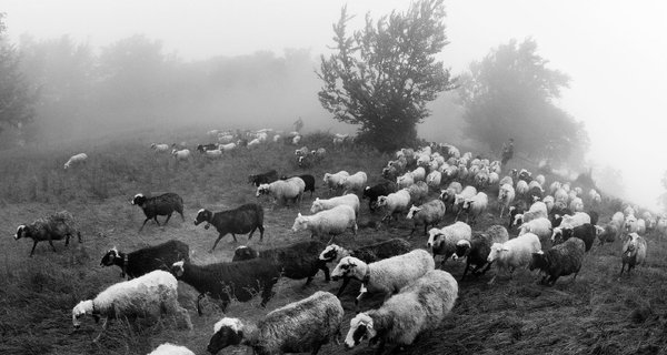Pastuhy 960-560.jpg
