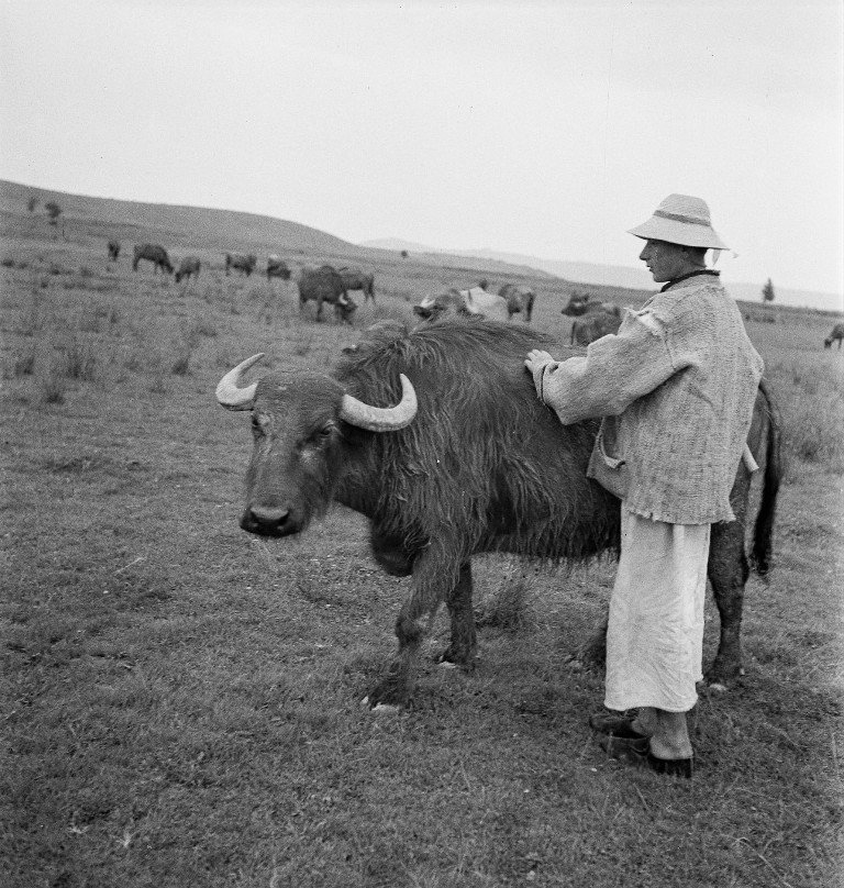 Пастух з карпатським буйволом на Підкарпатській Руси (Закарпатті), 1936 рік. Фото Фердинанда Бучини. Archiv Ferdinanda Bučiny, A7_09942