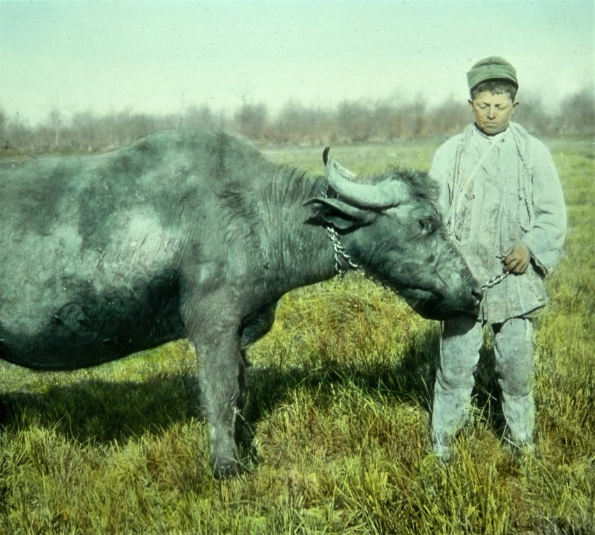Пастух з карпатським буйволом на Закарпатті, 1920-ті роки. Фото з архіву Петера Шойфлера