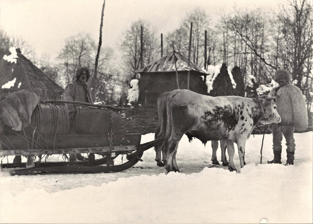 Перевезення ропи у бочках волами. Село Новоселиця на Тячівщині, 1920-ті роки. Фото Богуміла Вавроушека, H4-PR-3757 Sbírka Národního muzea, Praha, Česká republika