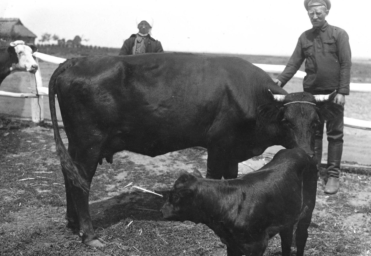 Показ худоби у Вишнівці, 1930-ті роки. (5)