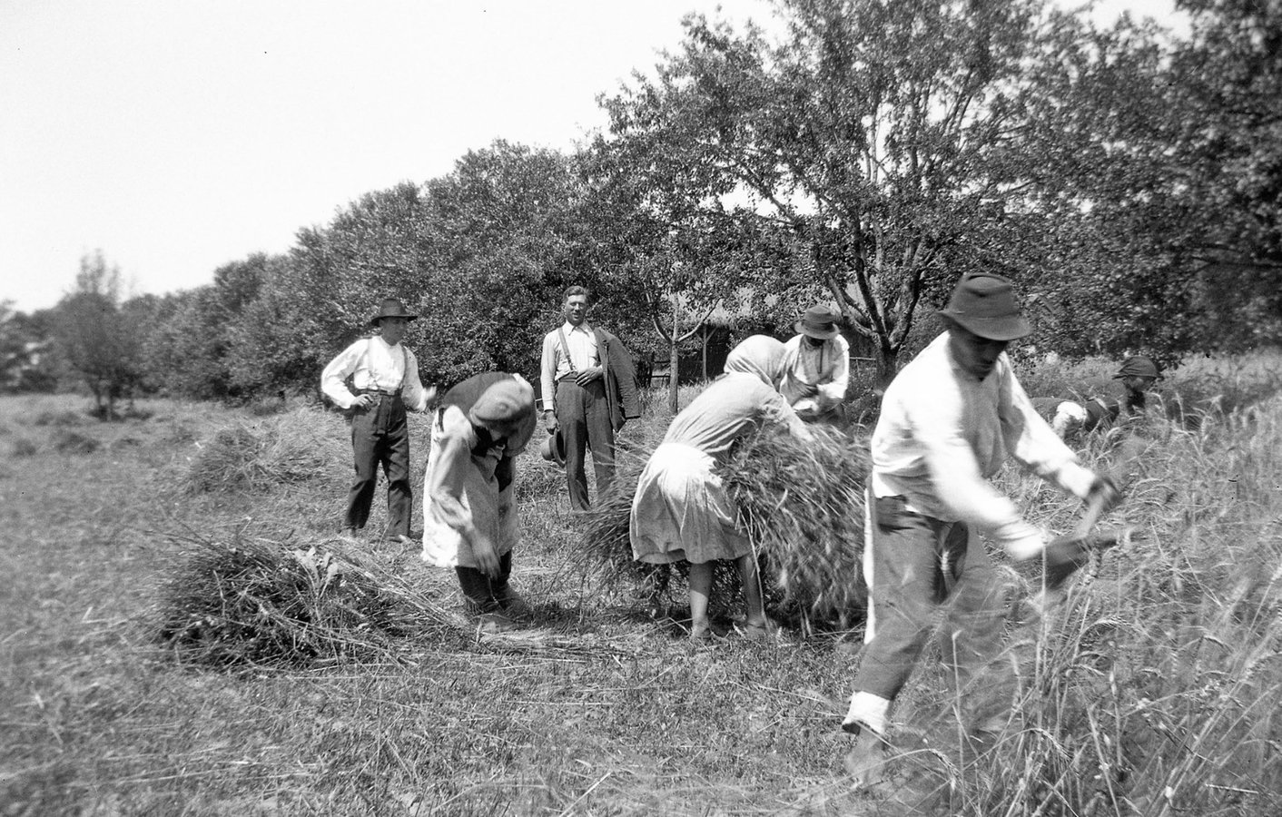 Сінокіс у селі Оклі Гедь, 1938 р. Török Sándor. Архів Török Éva