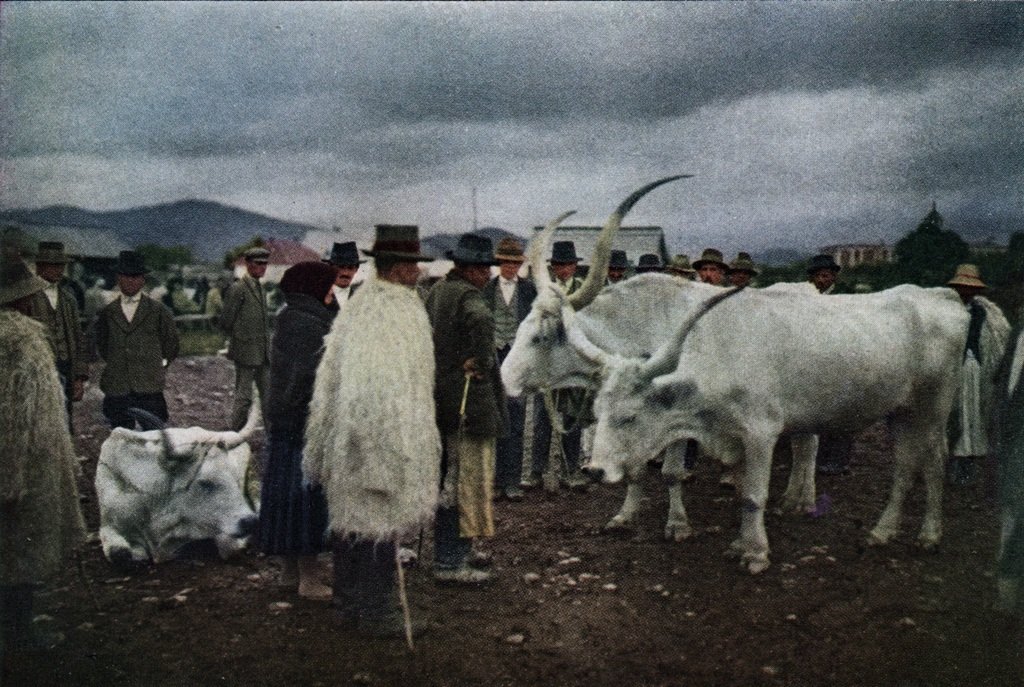 Торгівля угорськими сірими коровами у Мукачеві на ринку худоби. Hans Hildenbrand, ’’The National Geographic Magazine’’ Vol. 51. No. 6., 1927 р.