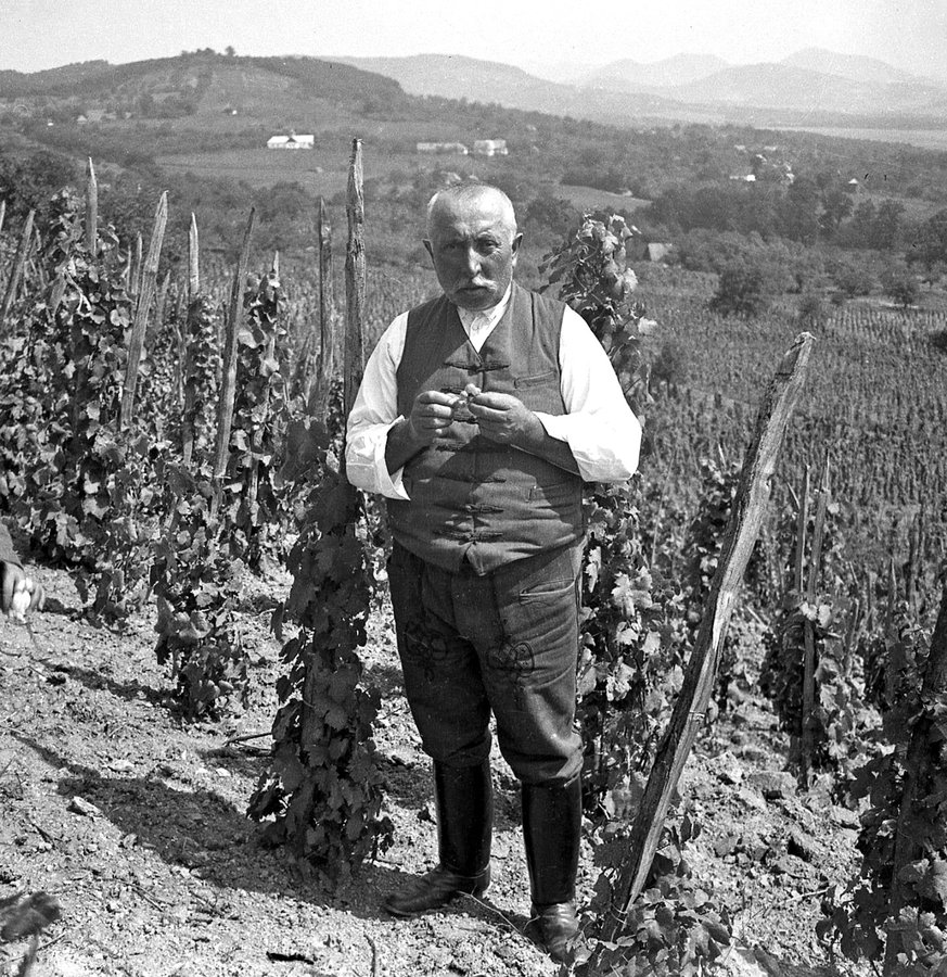 Угорський селянин на винограднику у селі Оклі Гедь, 1938 р. Török Sándor