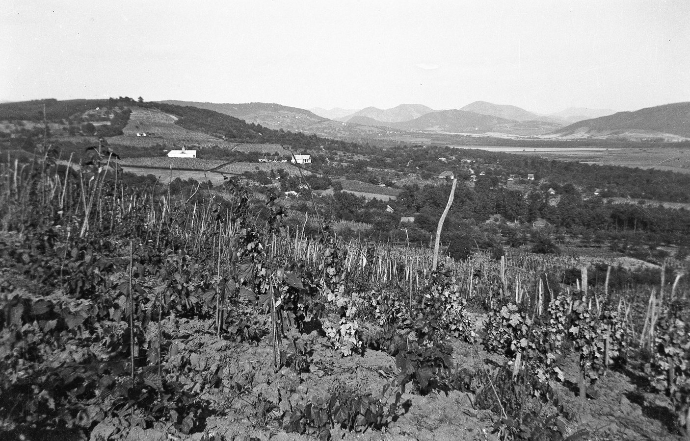 Виноградники у селі Оклі Гедь, 1938 р. Török Sándor