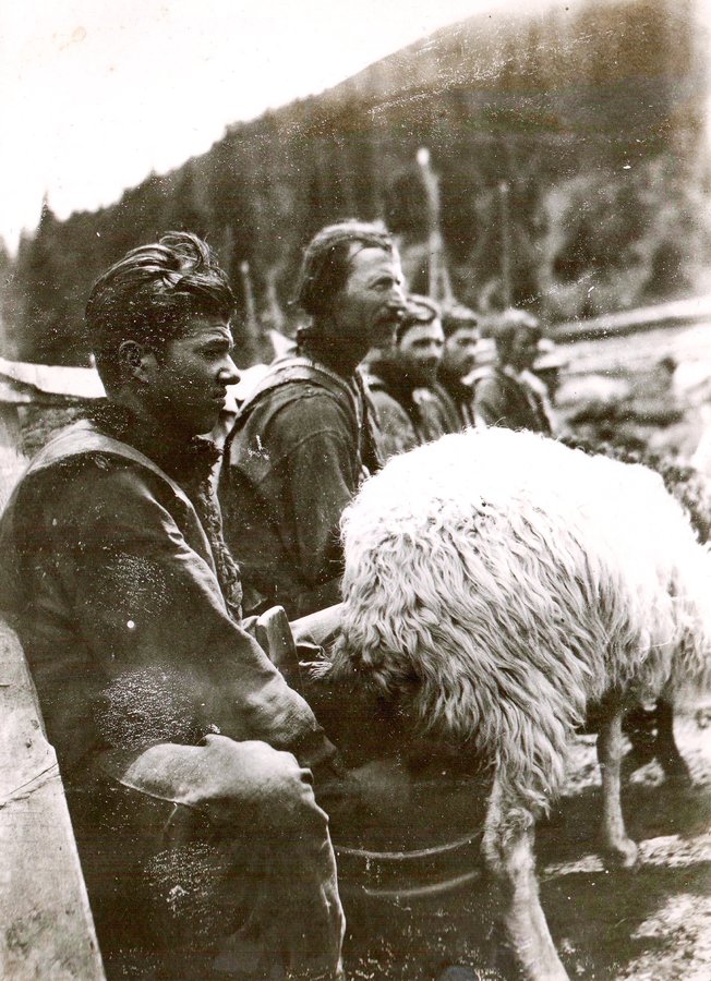 Вівчарі за доїнням овець, 1930 р. Фото о. Степан Венгринович. Музеї у Фитькові