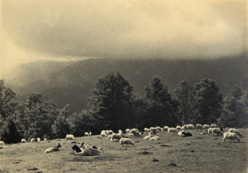 Вівці на полонині Боржава, серпень 1934 року. Фото Зденка Фейфара з особистого архіву Петра Фейфара