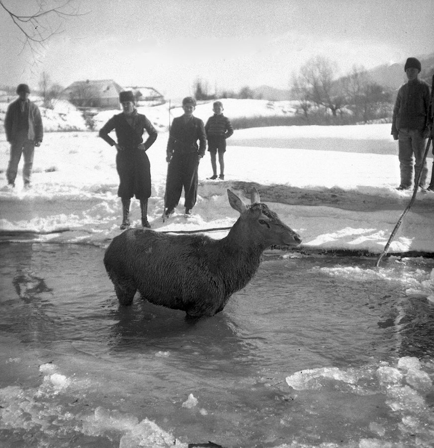 Загнана у річку олениця. Закарпаття, 1938 р. Török Sándor