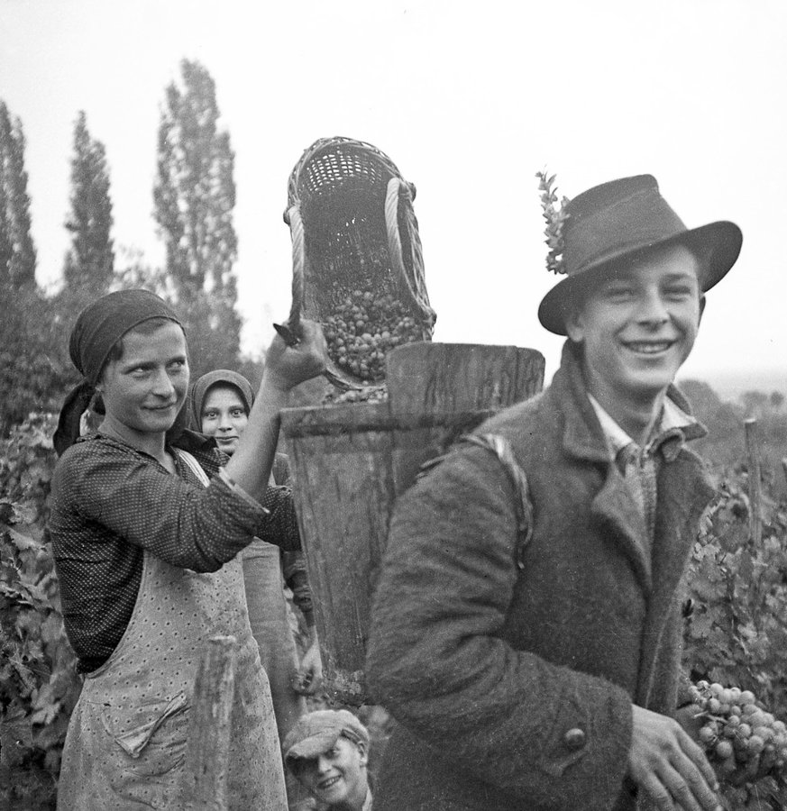 Збір винограду у селі Оклі Гедь, 1938 р. Török Sándor. Архів Török Éva