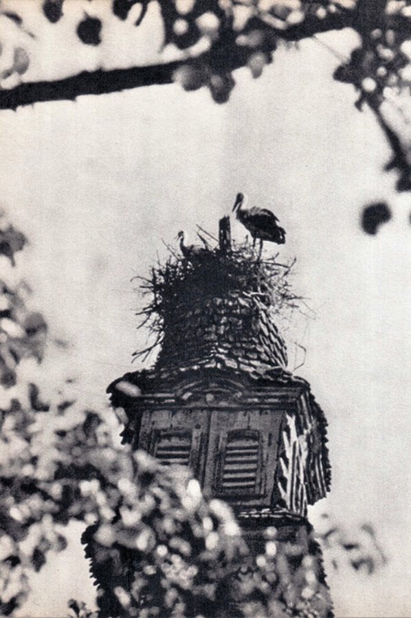 Лелече гніздо на церкві Святого Миколая у селі Колодне, 1970 рік. Фото Давіда Гобермана з книжки ’’Памятники деревянного зодчества Закарпатья’’